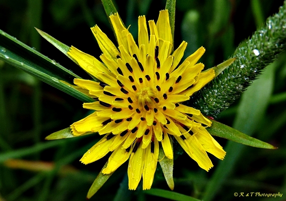 {Tragopogon dubius}